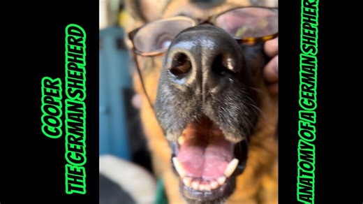 Anatomy of a German Shepherd by Professor Cooper