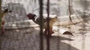 296K views · 3.7K reactions | What They Captured in Asia Shocked The Whole World | Extra Alien | Facebook