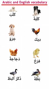 Arabic and English name of animals #arabic #English #useful #animals | Simple Arabic & English