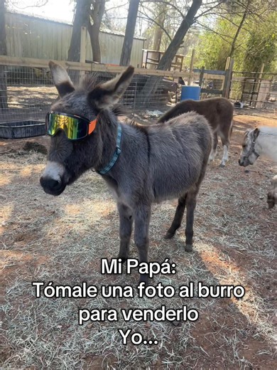 Capturing the Perfect Donkey Photo