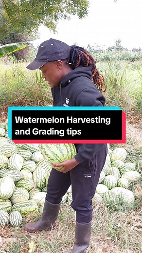 kilimore4cus on TikTok