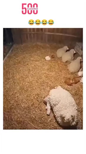 aarpi on Instagram: "- The video shows a young fox pup attempting to camouflage itself among sleeping lambs in a dimly lit barn, using its pale fur to blend seamlessly, a behavior that highlights natural mimicry in juvenile predators. - Posted by @amazinganiamals, an account specializing in animal content, the clip has quickly amassed over 395,000 views and 2,300 likes, sparking replies with puns like "dog in sheep's clothing" and queries about its reality. - While appearing authentic based on f