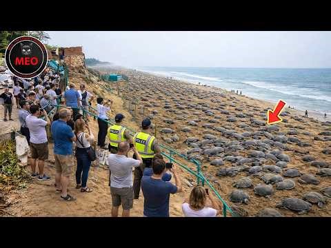 Strange Things Happening Right Now Around the World | One In a Billion Moments In Nature (P11)