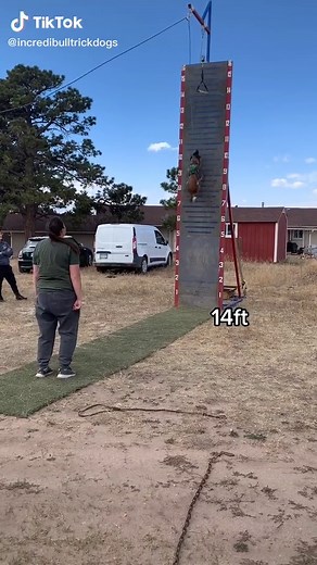 Belgian Malinois Wall Climbing: A Top Dog Training Technique