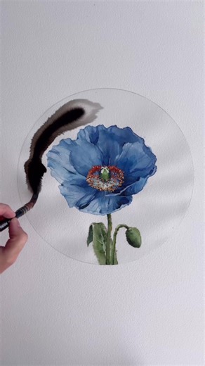 Beautiful Watercolor Painting of Himalayan Blue Poppy
