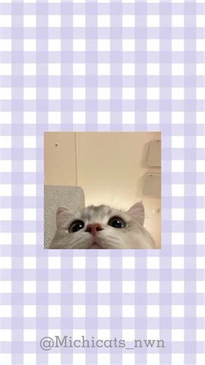 Crea un Sobre de Gato con Origami Fácil