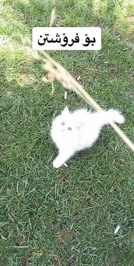 ئەم پشیلە بۆ فرۆشتنە میە زۆر جوانە بۆ بینین شتی جوانتر فۆلۆمان بکەن#کرین_فرۆشتنی_پشیلە #foryou