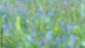 Cornflower. Centaurea cyanus. Meadow, field weed. Out of focus. Bokeh.