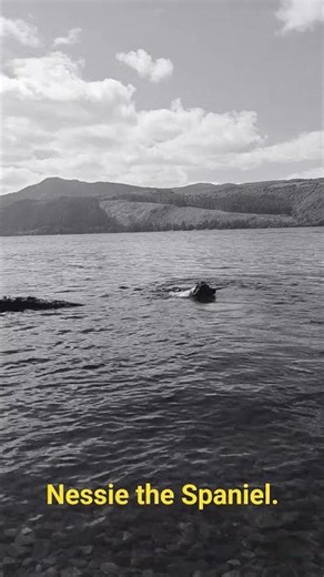 Nessie the Spaniel. #springerspaniel #lochness #nessie #doglife #camping #scotland