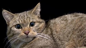 15K views · 1.7K reactions | At first glance this European wildcat...