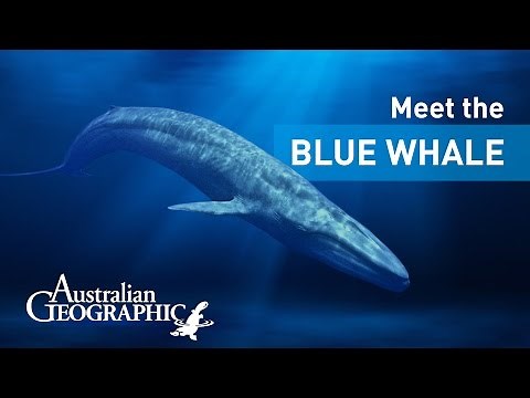Meet the Pygmy Blue Whale | AusGeoShop