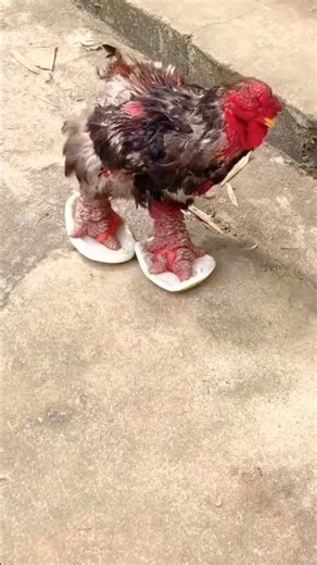 Unique Vietnam's Dragon-Legged Chickens #dragonchicken ‪@HappyFarm85‬