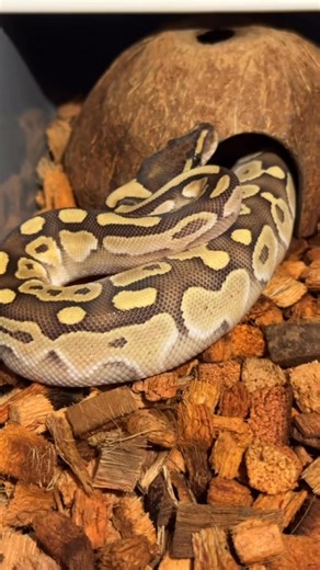 Looking for a home For this chap .. he’s a lovely baby with a little back story to him and his siblings #reptilekeeper #snakes #royalpython #babysnakes #lookingforanewhome | M&N Morphs Royal Pythons