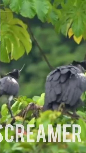 “Horned Screamer: The Strangest Bird You’ve Never Heard Of! 🐦🔥”
