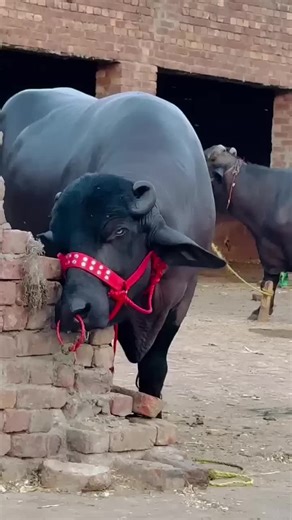 Understanding the Behavior of Angry Buffalos