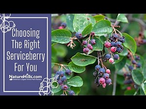 Choosing the Right Serviceberry For You | NatureHills.com