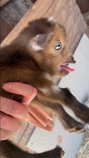 Sheep vs Goat Sounds Can You Tell the Difference? 🐑🐐 #cutefarmanimal #animals #cute