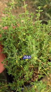 6.4M views · 124K reactions | #viralreels #ParaTiii #fblifestyle | Plantas Curativas" | Facebook