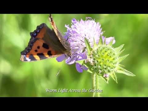 🌸 Spring Piano & Violin — Gentle Melodies for Healing & Warm Calm 🎻🎹