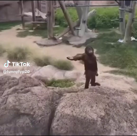 Funny Monkey Pranks and Memes Compilation