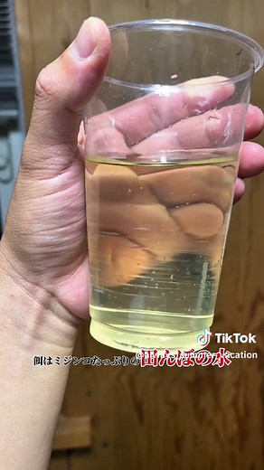 アカハライモリの赤ちゃんを育てる方法