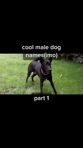 dogs on TikTok