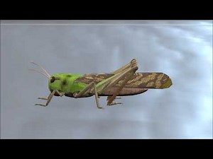 Insects 3D Models Pack (3D Animation)