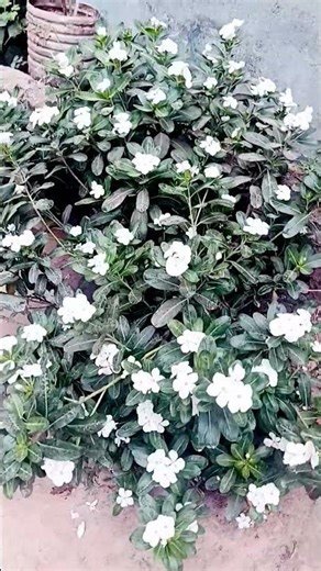 #use#shortvideo #gardening #nature #shorts