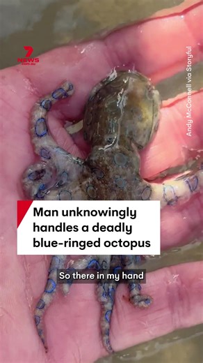 A British man on holiday in the Philippines has recorded himself handling a blue-ringed octopus, not knowing it is one of the world's deadliest creatures. The venom from its bite is estimated to be 1000 times more toxic than cyanide, but luckily the man escaped unharmed. #octopus #blueringedoctopus #animals #ocean #philippines