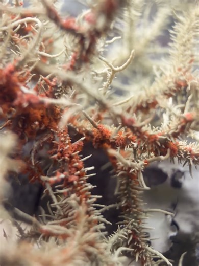 Yeswanth Kumar on Instagram: "!? : Usnea lichen — a partnership between a fungus and an alga — that hangs like grey-green beard-like threads from tree branches. ￼ Often called: Old Man’s Beard 🌬️When the air is pure, Old Man’s Beard gently grows — when pollution arrives, it silently fades away. 🌳 Ecosystem role: • Provides nesting and shelter material for birds & insects • Adds organic matter to forests as it falls and breaks down • Is used in traditional herbal remedies in some cultures ￼ ✨ F