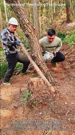 Professional Tree Felling Techniques 🌲 | 레버 원리를 활용한 효율적인 벌목 기술