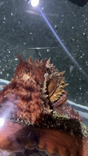 Meet Olympia, the Giant Pacific Octopus at the Aquarium