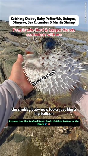 Extreme Low Tide Seafood Foraging Adventure