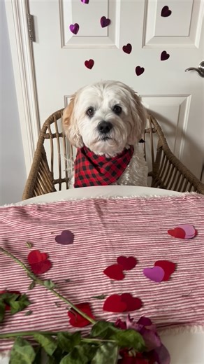 Tracy J 🪴 on Instagram: "Making a treat for my Valentine 🐶❤️ 1 banana 1 cup plain yogurt A handful of strawberries Pour and freeze for 2 hours Yum!! Give this a try for your pups!"
