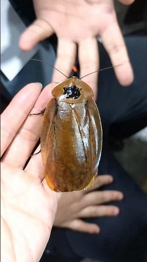 OMG! the world's largest cockroach is as big as your hand - Archimandrita sp. „Chucanti“ from Panama