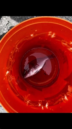 #NYC#FISHING#PORGIES