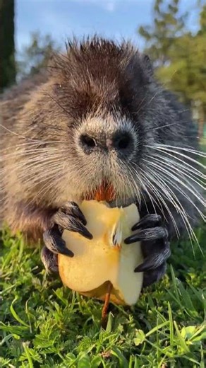 Cute Beaver Eating 🍎🐿️ Relaxing Nature Moment