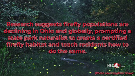 As firefly sightings decline, here's how Ohioans can create a certified habitat