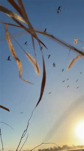 Minnesota late season goose hunting