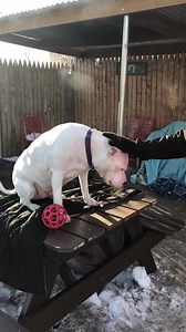 Boo! Who says you can’t teach a deaf dog tricks?! Just look at how smart this beauty is! Boo is a big mush and LOVES to gives kisses💋 And guess what?! She’s available for adoption at Mount Vernon Animal Shelter, NY (914)665-2444 Come by and meet Boo! You won’t be disappointed 😍 Boo is approx 3 yrs old . She is DEAF , does well with most male dogs ( meet and greet required ). No small children and no cats. Experienced owner required .. she is not a dog for first time owners 🐶🐾🐶 | Westchester