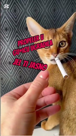 Danica #balkan #animals #chat #pets #cat #funny #memes #parodija #humour