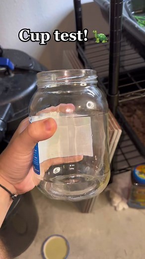 Genius Turtles in Cup Experiment Show Incredible Intelligence