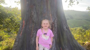 14K views · 678 reactions | Cuando vengas a Norcasia debes conocer este hermoso árbol y de paso degustar una deliciosa arepa donde doña Ema. #norcasia #norcasiacaldas #colombia #caldas #ecohotelcampoalegre | Ecohotel Cabañas Campo Alegre Norcasia Caldas | Facebook