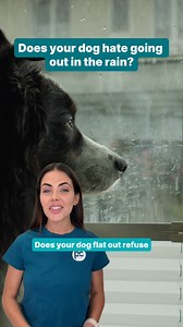 Does your dog turn into a diva when it rains? 🌧️☔️ Uncover the real reason your dog doesn't want to go out in the rain! 🐶 #dogs #dogfacts #dogowners #doglovers | Pet Circle