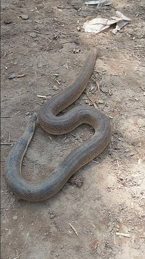 Rare Sand Boa Snake Found 🐍 | Amazing Nature Video