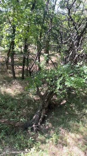 Setting up tree stands