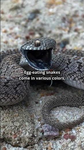 The Egg Eating Snake