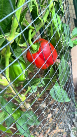 Carla Taylor (@carla.taylor11)’s videos with suono originale - Enzo Scacchia