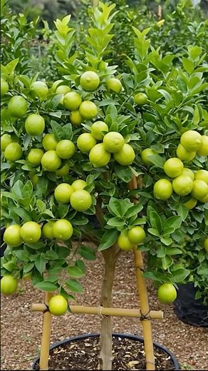 🍋Real Secret to Growing Lemon Trees From Cuttings Super Fast🌱