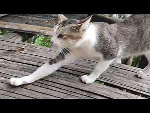 Cute Cat Stretching After Waking Up!